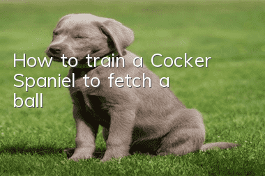 How to train a Cocker Spaniel to fetch a ball