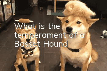What is the temperament of a Basset Hound?