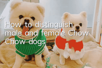 How to distinguish male and female Chow Chow dogs