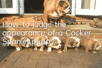 How to judge the appearance of a Cocker Spaniel puppy
