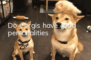Do Corgis have good personalities?
