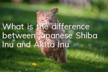 What is the difference between Japanese Shiba Inu and Akita Inu?