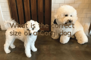 What is the correct size of a Corgi dog?