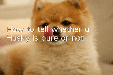 How to tell whether a Husky is pure or not