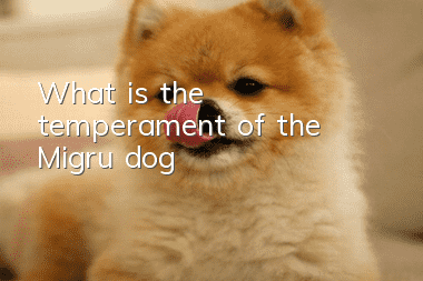 What is the temperament of the Migru dog?