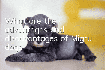 What are the advantages and disadvantages of Migru dogs?
