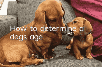 How to determine a dog’s age