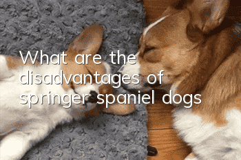 What are the disadvantages of springer spaniel dogs?