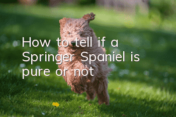 How to tell if a Springer Spaniel is pure or not?