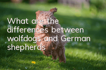 What are the differences between wolfdogs and German shepherds?