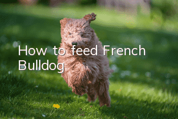 How to feed French Bulldog