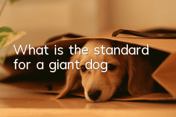 What is the standard for a giant dog?