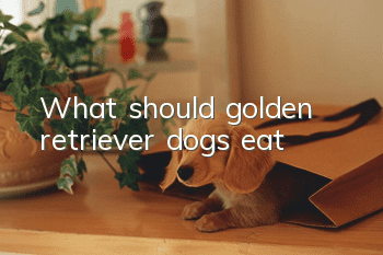 What should golden retriever dogs eat?
