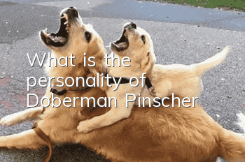 What is the personality of Doberman Pinscher?