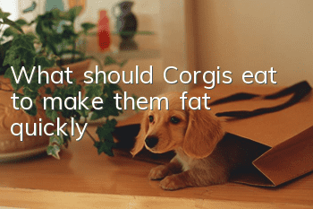 What should Corgis eat to make them fat quickly?