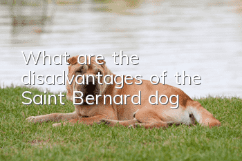 What are the disadvantages of the Saint Bernard dog?