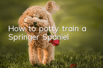 How to potty train a Springer Spaniel
