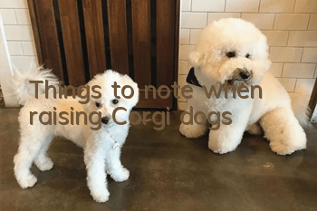 Things to note when raising Corgi dogs