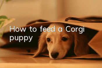 How to feed a Corgi puppy
