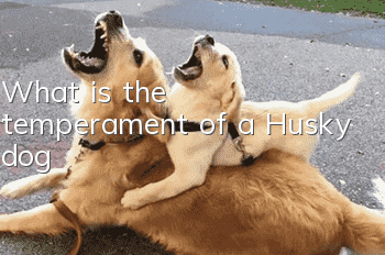 What is the temperament of a Husky dog?