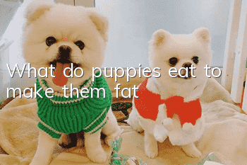 What do puppies eat to make them fat?