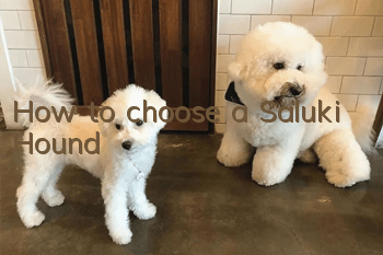 How to choose a Saluki Hound