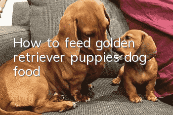How to feed golden retriever puppies dog food
