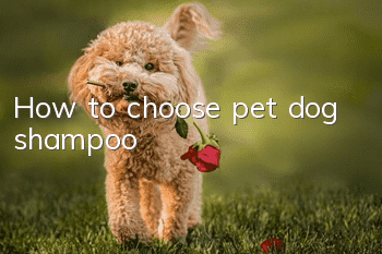 How to choose pet dog shampoo