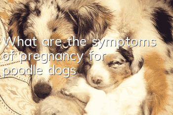 What are the symptoms of pregnancy for poodle dogs?