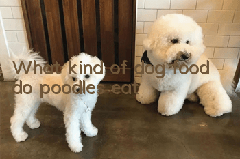 What kind of dog food do poodles eat?
