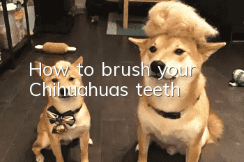 How to brush your Chihuahua’s teeth