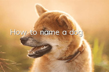 How to name a dog