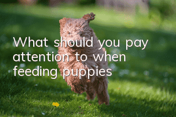 What should you pay attention to when feeding puppies?