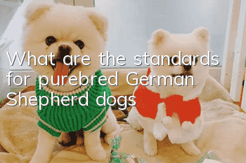 What are the standards for purebred German Shepherd dogs?