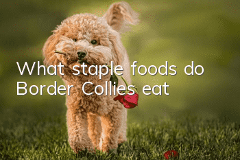 What staple foods do Border Collies eat?