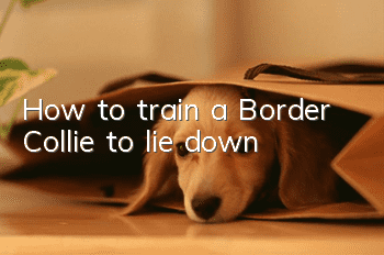 How to train a Border Collie to lie down