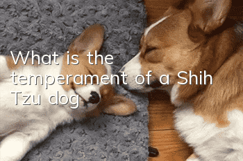 What is the temperament of a Shih Tzu dog?