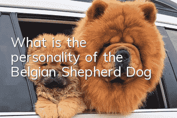 What is the personality of the Belgian Shepherd Dog?