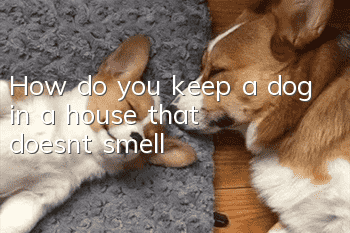 How do you keep a dog in a house that doesn’t smell?