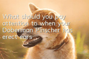What should you pay attention to when your Doberman Pinscher has erect ears?