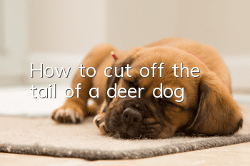 How to cut off the tail of a deer dog