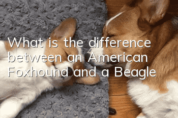 What is the difference between an American Foxhound and a Beagle?