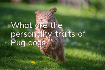 What are the personality traits of Pug dogs?