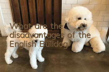 What are the disadvantages of the English Bulldog?