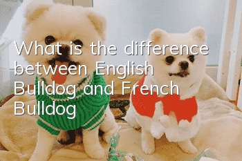 What is the difference between English Bulldog and French Bulldog