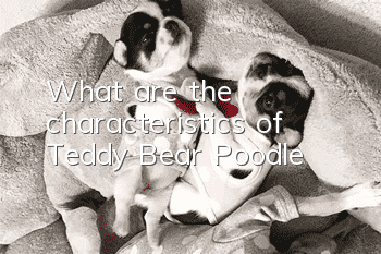 What are the characteristics of Teddy Bear Poodle?