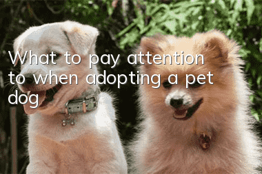 What to pay attention to when adopting a pet dog