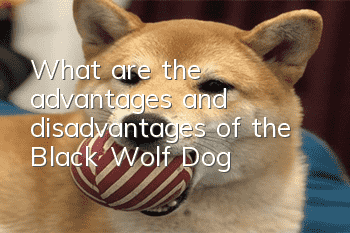 What are the advantages and disadvantages of the Black Wolf Dog?