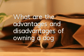 What are the advantages and disadvantages of owning a dog?