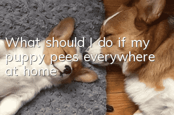 What should I do if my puppy pees everywhere at home?